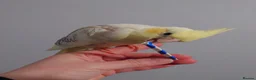 Cockatiels birds for sale: Hand reread silly tame DNA sexed baby cockatiels  - Advert 25
