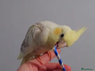 Cockatiels birds Hand reread silly tame DNA sexed baby cockatiels - Advert 3