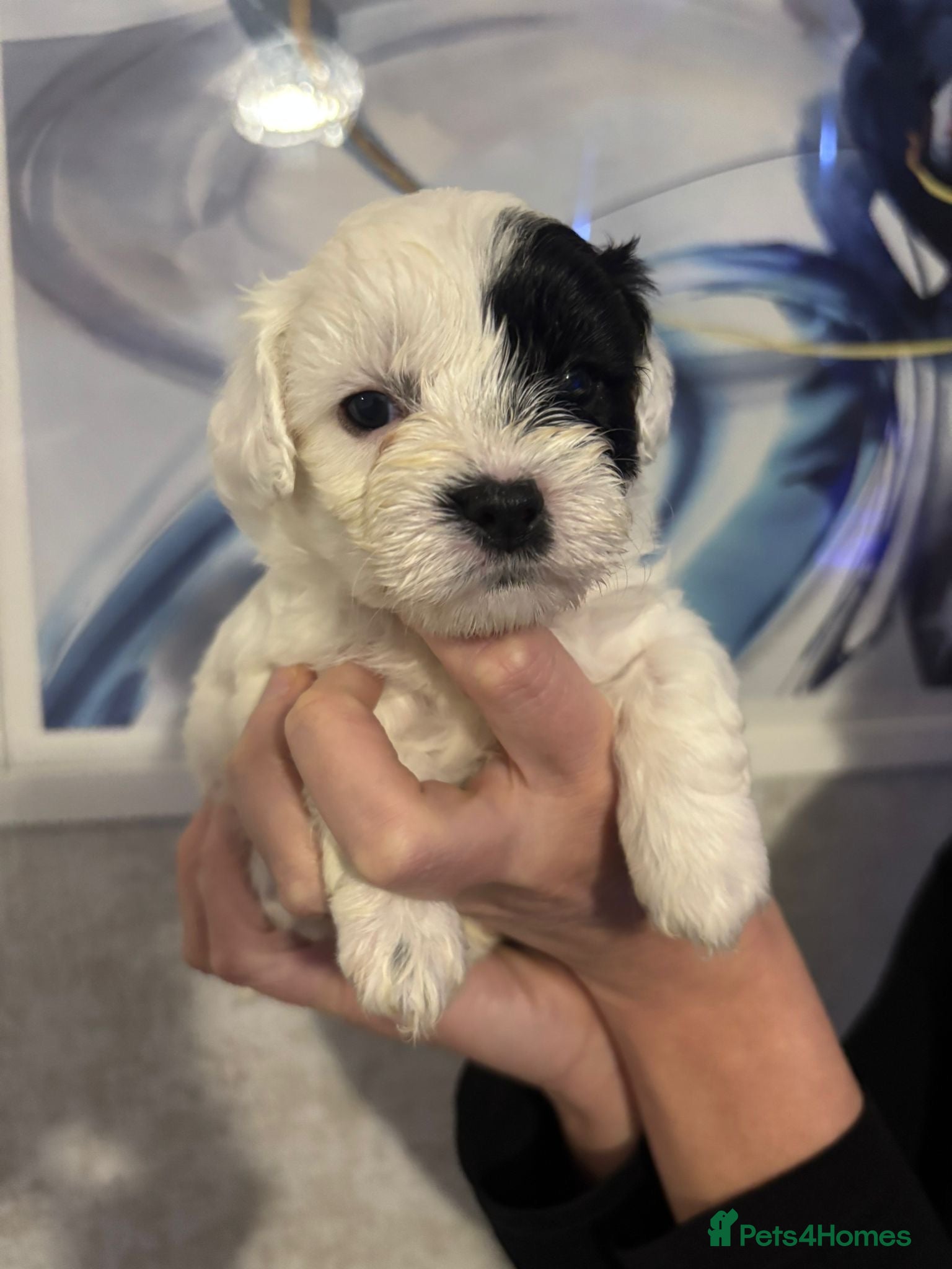 Shihpoo dogs Shih tzu X miniature poodle puppies - Advert 11