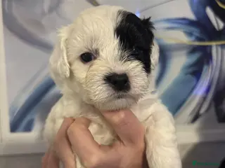 Shihpoo dogs Shih tzu X miniature poodle puppies - Advert 11