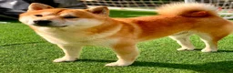 Japanese Shiba Inu dogs for sale: Japanese shiba inu puppies  - Advert 2
