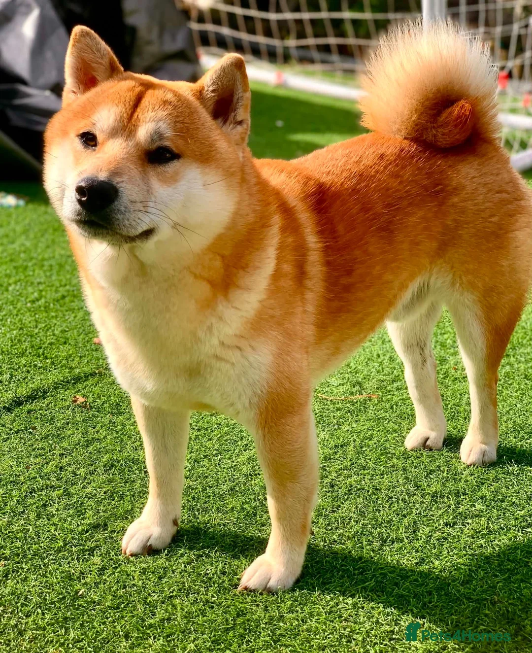 Japanese Shiba Inu dogs for sale: Japanese shiba inu puppies  - Advert 2