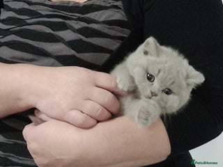 British Shorthair cats - Advert 19