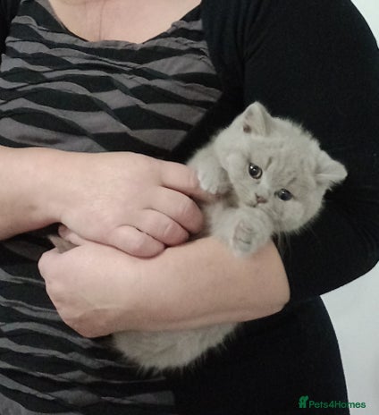 British Shorthair cats - Advert 8