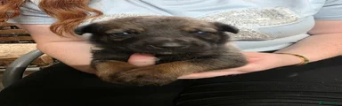 Belgian Shepherd Dog 7