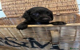 Cocker Spaniel dogs for sale: Beautiful healthy (vet checked) Cocker spaniels  - Image 4