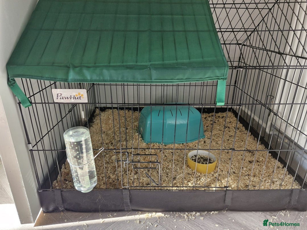 Guinea Pig rodents for sale: two beautiful male guinea pigs - Image 3