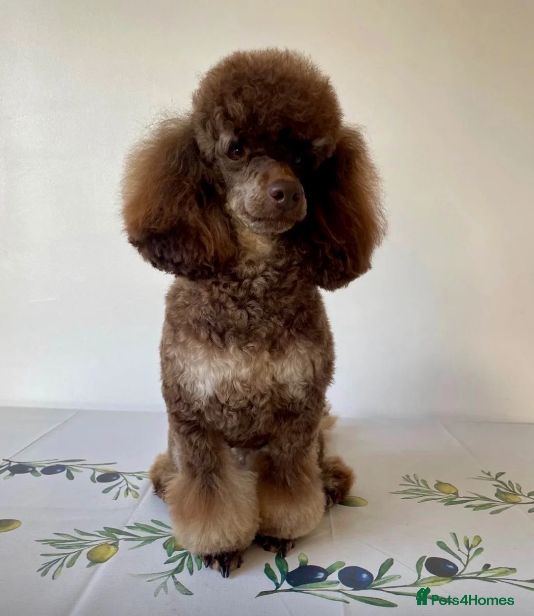 Poochon dogs for sale: Poochon Puppies 💙💖 - Advert 2