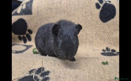 Guinea Pig rodents for sale: 2 brother guinea pigs 10 weeks - Image 4