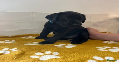Labrador Retriever dogs - Advert 2