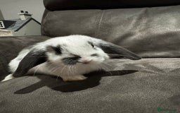 Mini Lop rabbits for sale: Gorgeous Mini Lops Available  - Advert 21