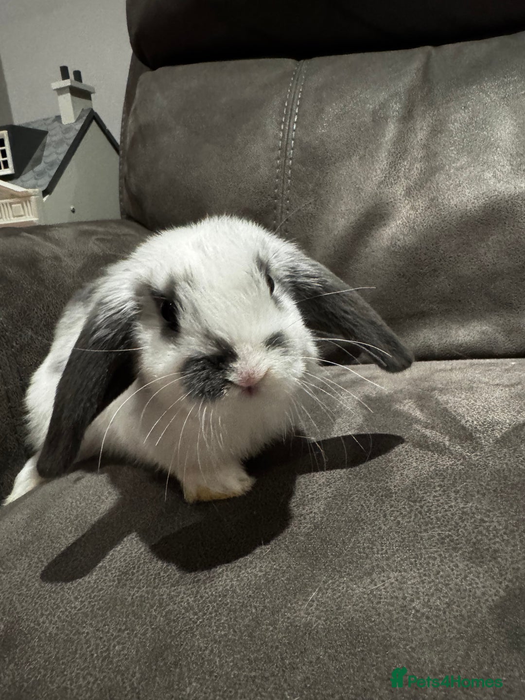 Mini Lop rabbits for sale: Gorgeous Mini Lops Available  - Advert 21