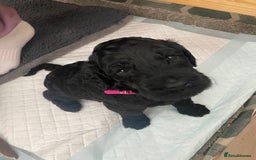 Irish Doodle dogs for sale: Irish doodle/ labradoodle - Image 1