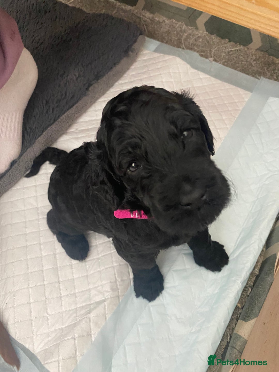 Irish Doodle dogs for sale: Irish doodle/ labradoodle - Image 1