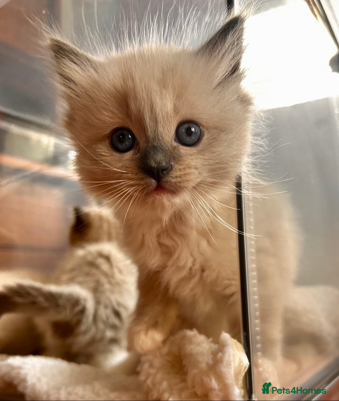 Ragdoll cats for sale: Pedigree Ragdoll Kittens seeking loving homes 🧡 - Image 7