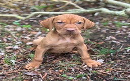 Hungarian Vizsla dogs for sale: PEDIGREE VIZSLA PUPS HIP & ELBOW TESTED PARENTS   - Image 1