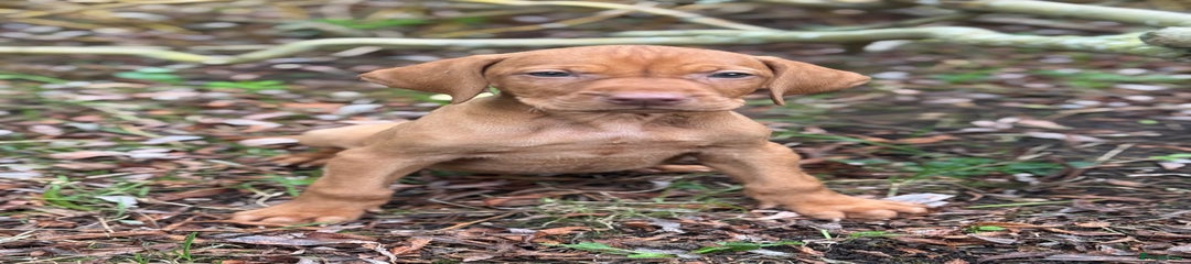 Hungarian Vizsla Puppy 3