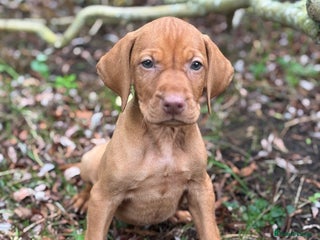 Hungarian Vizsla dogs - Advert 6