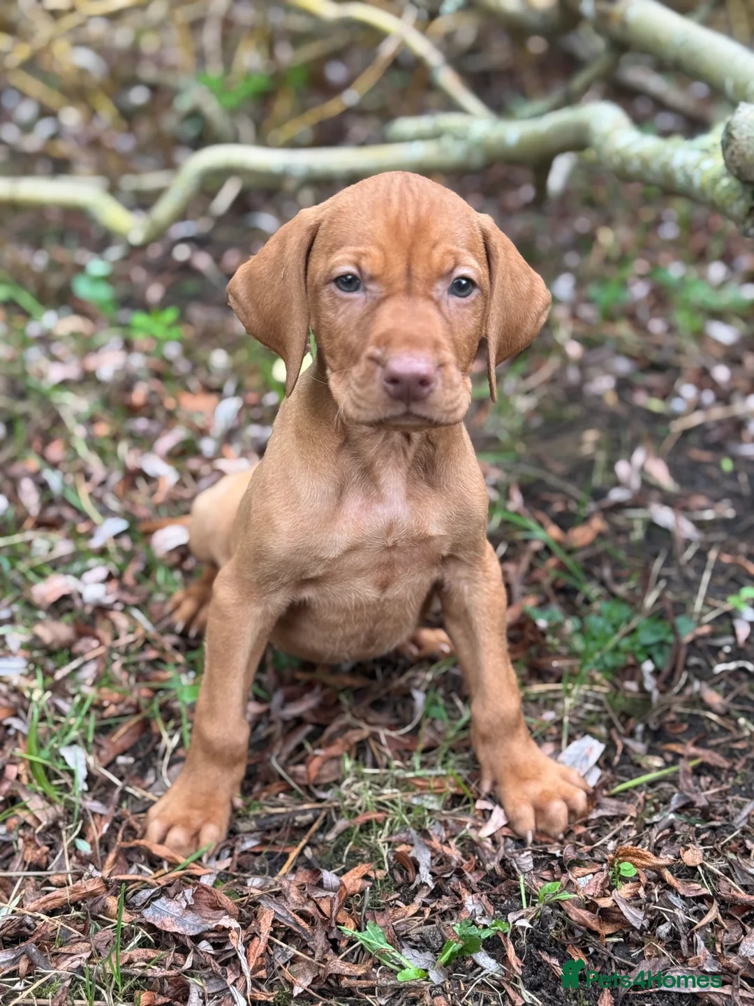 Hungarian Vizsla dogs for sale: PEDIGREE VIZSLA PUPS HIP & ELBOW TESTED PARENTS   - Advert 1
