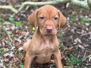 Hungarian Vizsla dogs PEDIGREE VIZSLA PUPS HIP & ELBOW TESTED PARENTS - Advert 5