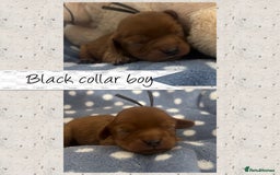 Cavalier King Charles Spaniel dogs for sale: 🧡Beautiful litter of Ruby Cavaliers🧡 - Advert 6