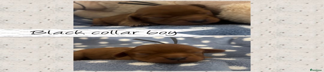 Black collar