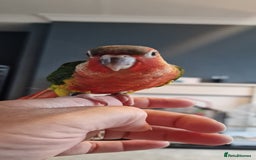 Conures birds for sale: Beautiful fully hand reared conure babys  - Image 10