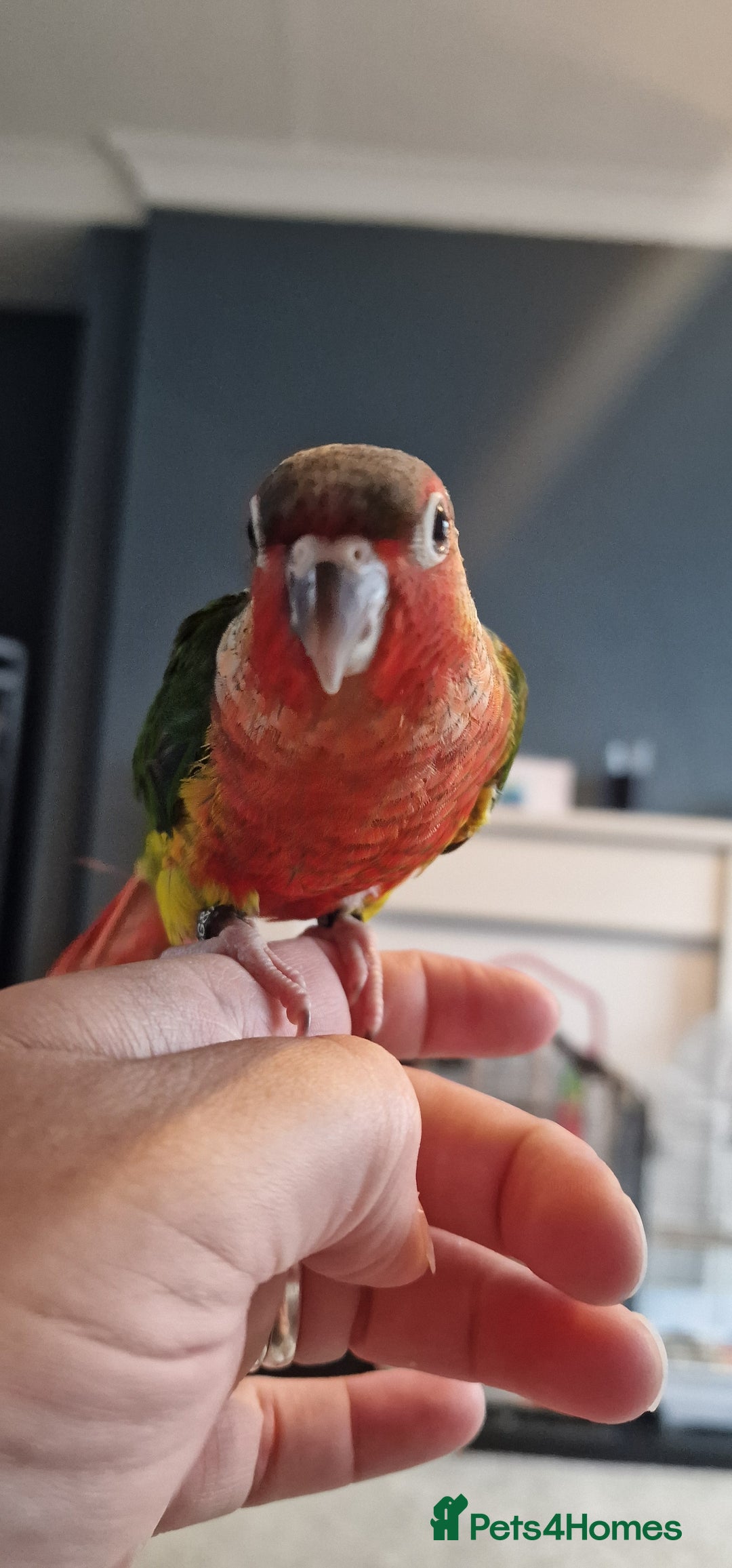 Conures birds for sale: Beautiful fully hand reared conure babys  - Image 10
