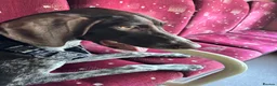German Shorthaired Pointer dogs for sale: Poppy - Advert 5