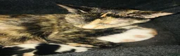Mixed Breed cats for sale: five lovely kittens  - Advert 1