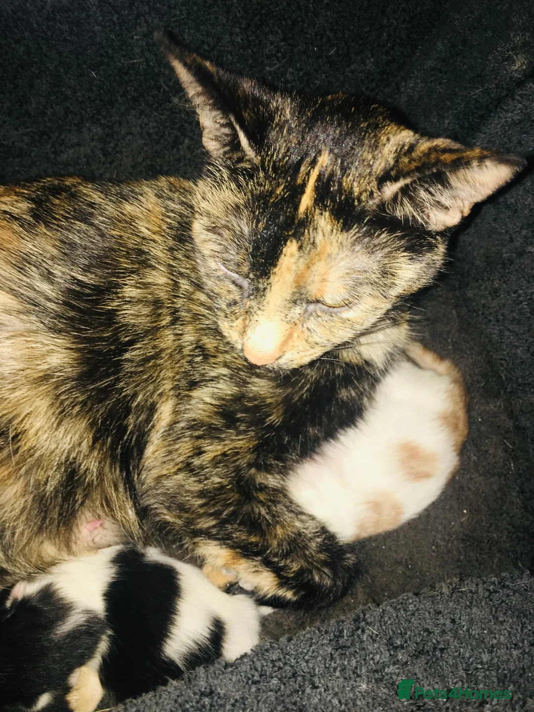 Mixed Breed cats for sale: five lovely kittens  - Advert 1