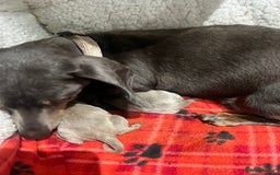 Dachshund dogs for sale:  dachshund miniature - Image 7