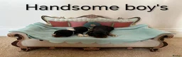 Cavalier King Charles Spaniel dogs for sale: Health Tested Cavalier King Charles  - Advert 6