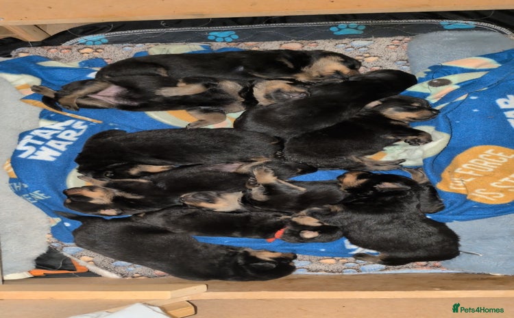 Rottweiler dogs Rottweiler ready 27.12.25 - Advert 6