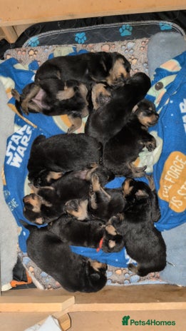 Rottweiler dogs Rottweiler ready 27.12.25 - Advert 1