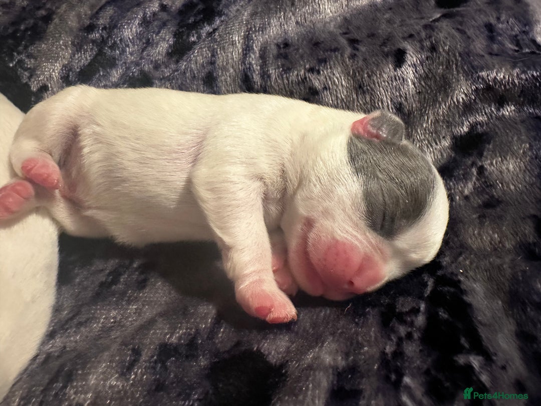 French Bulldog dogs for sale: French bulldog puppies - Image 14