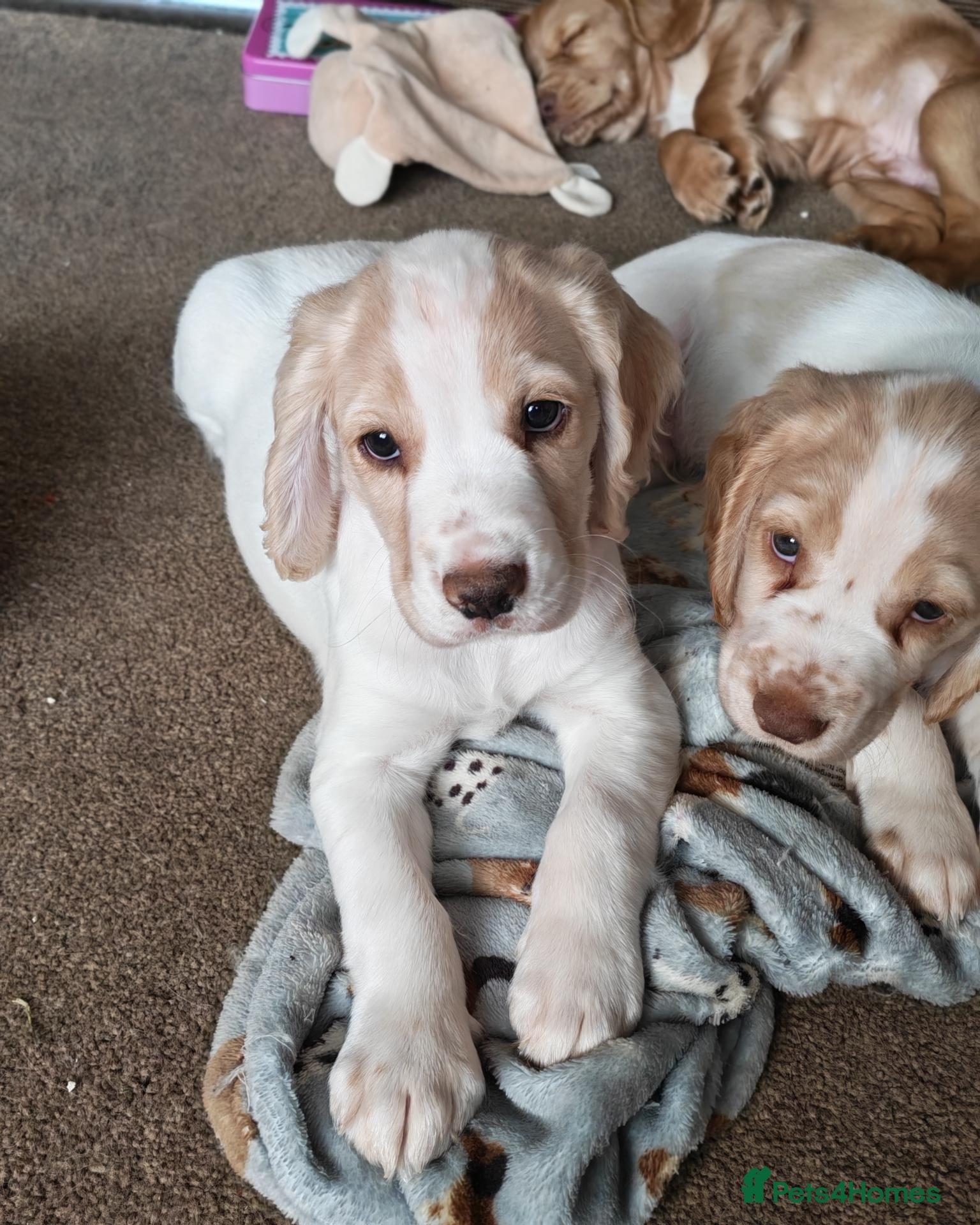 Cocker Spaniel dogs Stunning cocker spaniel puppies READY NOW  - Advert 16