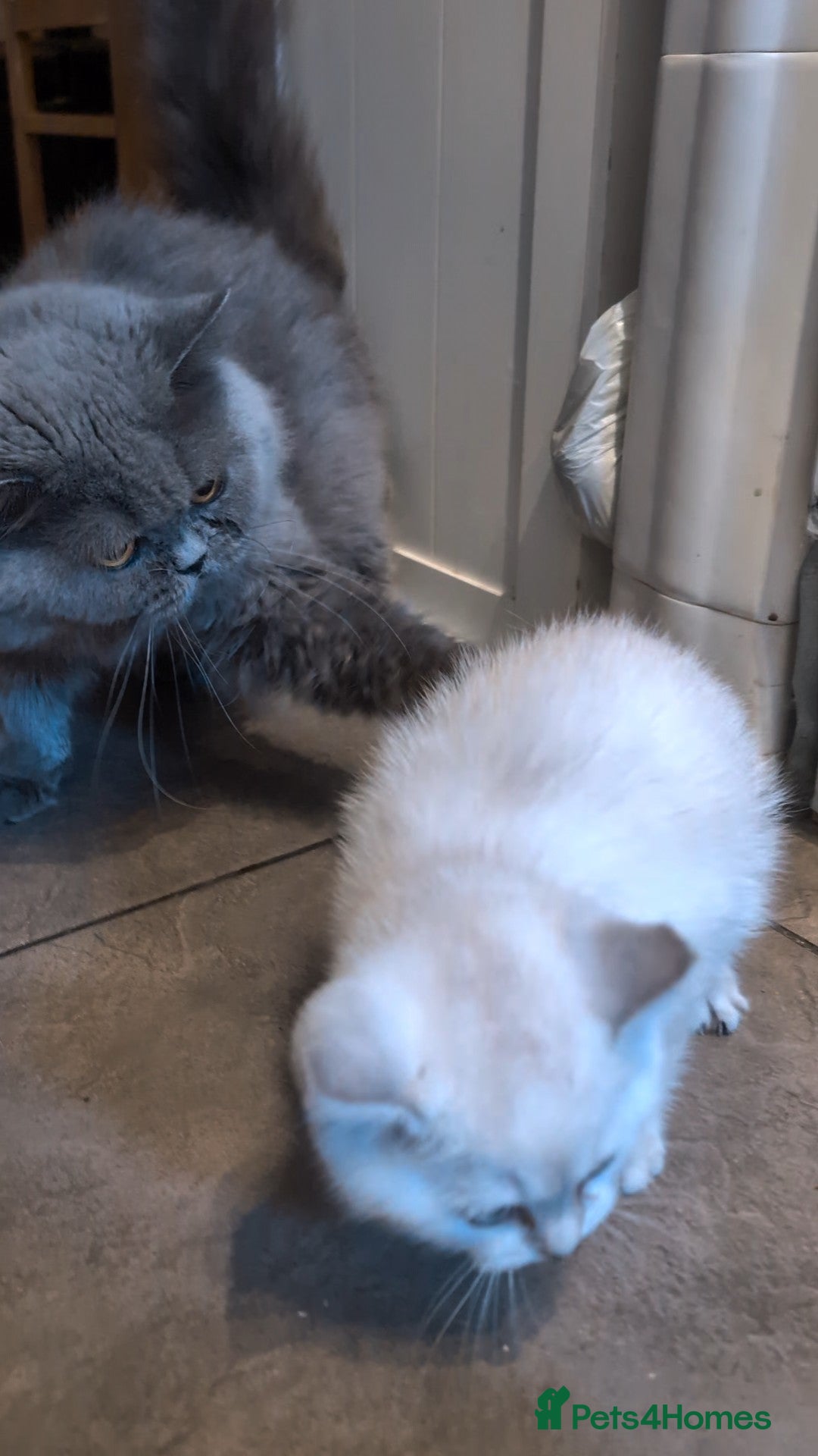 British Shorthair cats for sale: 💙❤️COLORPOINT 🐾BSH 🏆GCCF & TICA reg - Image 30