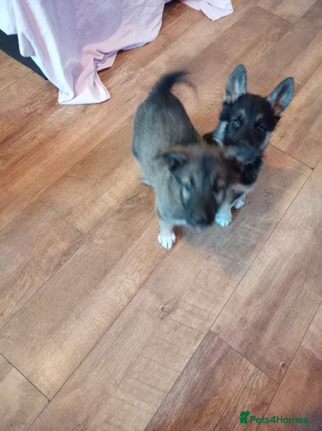 Mixed Breed dogs for sale: Puppies in Stourport-on-Severn - Advert 2