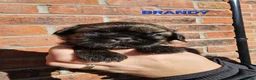 Shih Tzu dogs for sale:  💞 PURE STANDARD SHIH TZU 💕 - Advert 19