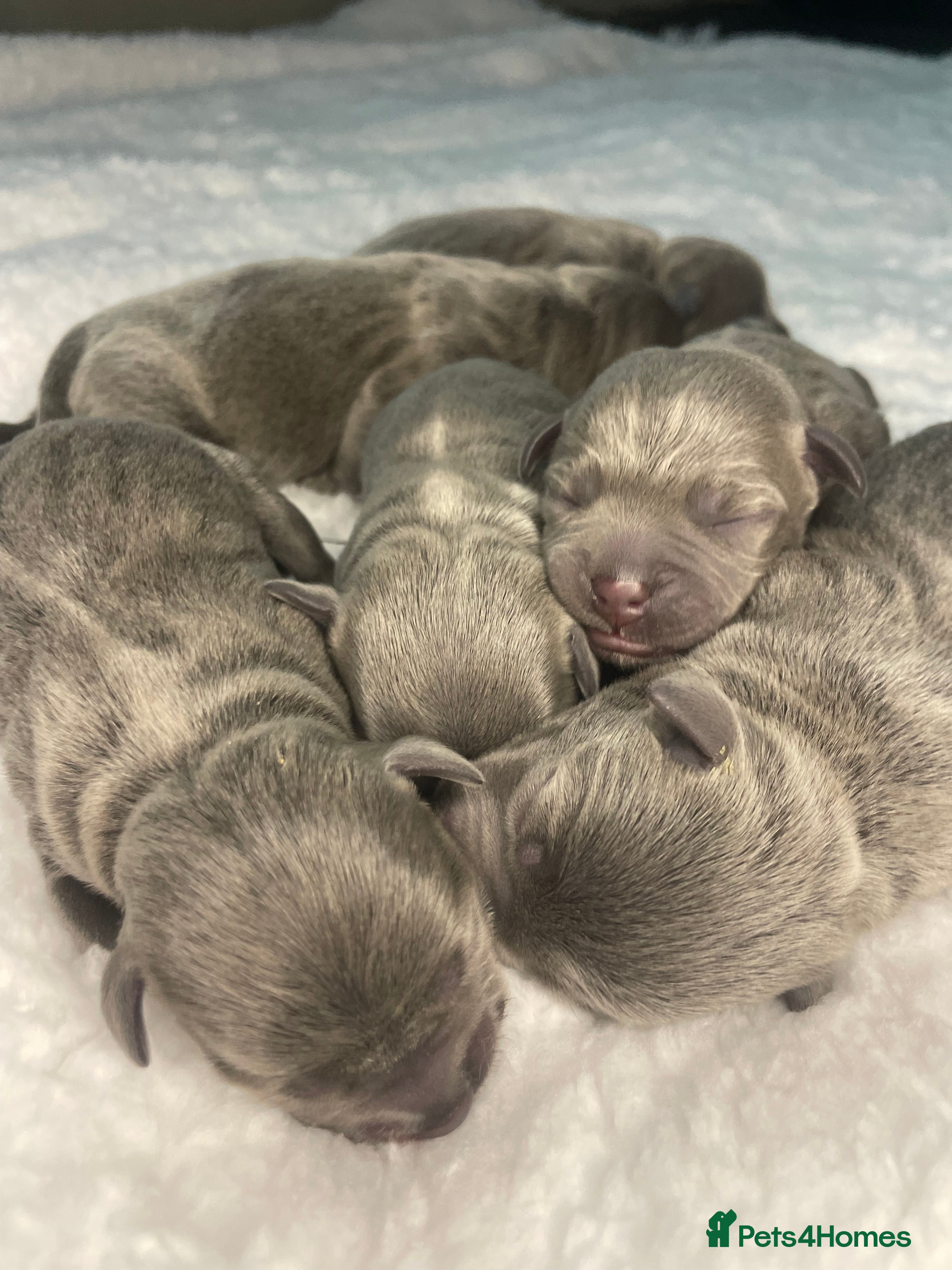 Staffordshire Bull Terrier dogs 6 stunning KC Staffordshire bull terrier puppy’s  - Advert 15