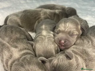 Staffordshire Bull Terrier dogs 6 stunning KC Staffordshire bull terrier puppy’s - Advert 15