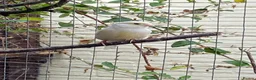 Mixed Breed birds for sale: Mixed birds ideal for new aviary  - Advert 6