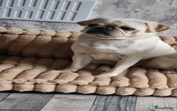 Pug dogs for sale: Female pug for sale - Image 5