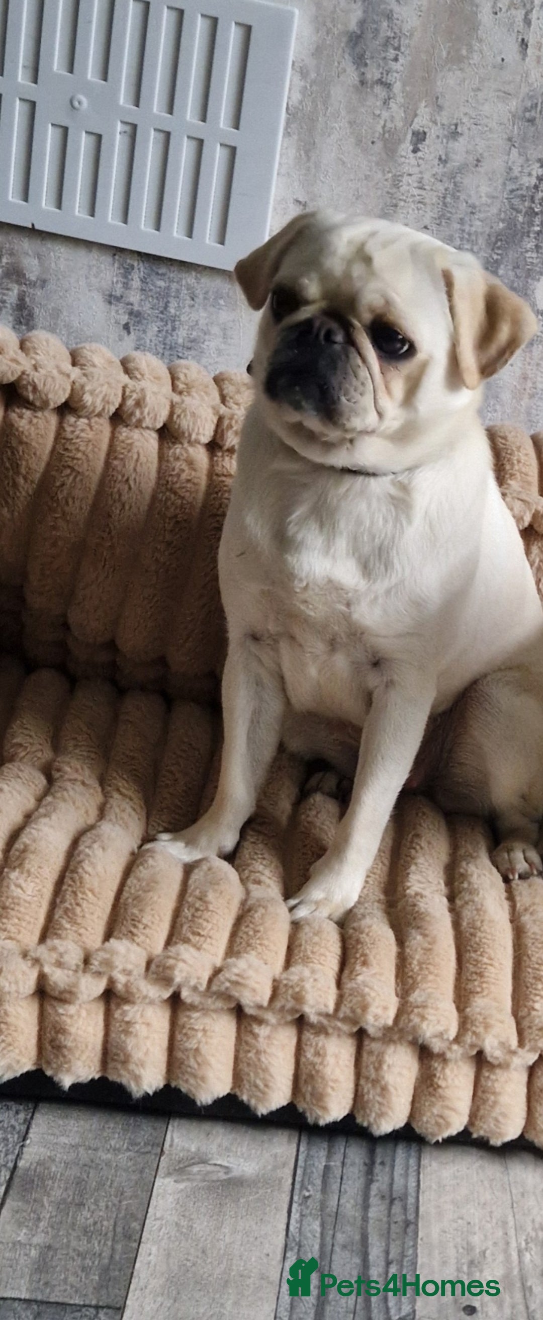 Pug dogs for sale: Female pug for sale - Image 5