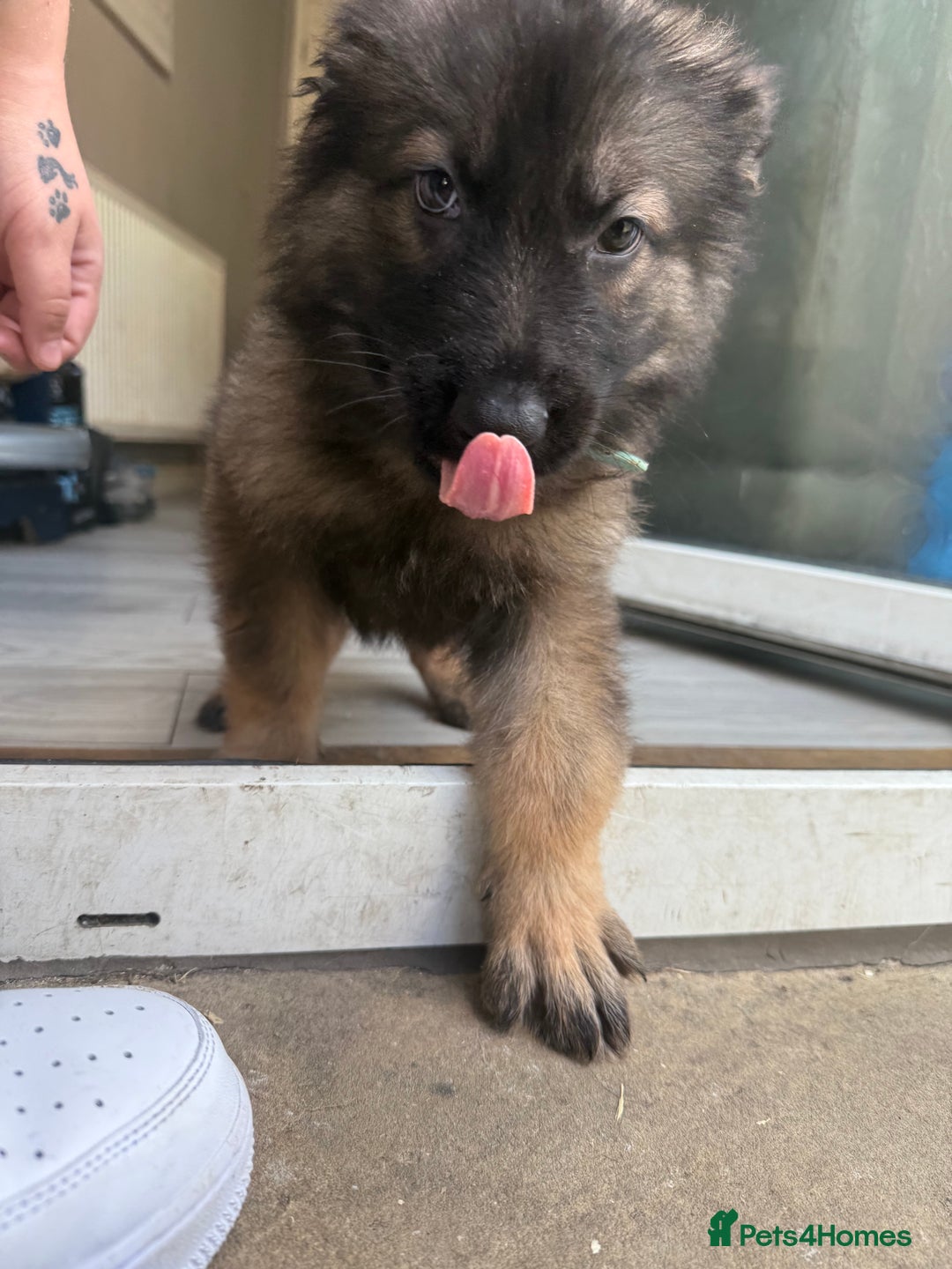German Shepherd dogs for sale: READY NOW! German Shepherd x Belgian Malinois - Image 10