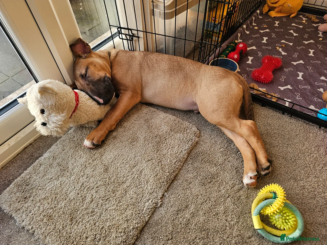 English Bull Terrier dogs for sale: Male English Bull Terrier  in Morpeth - Advert 2