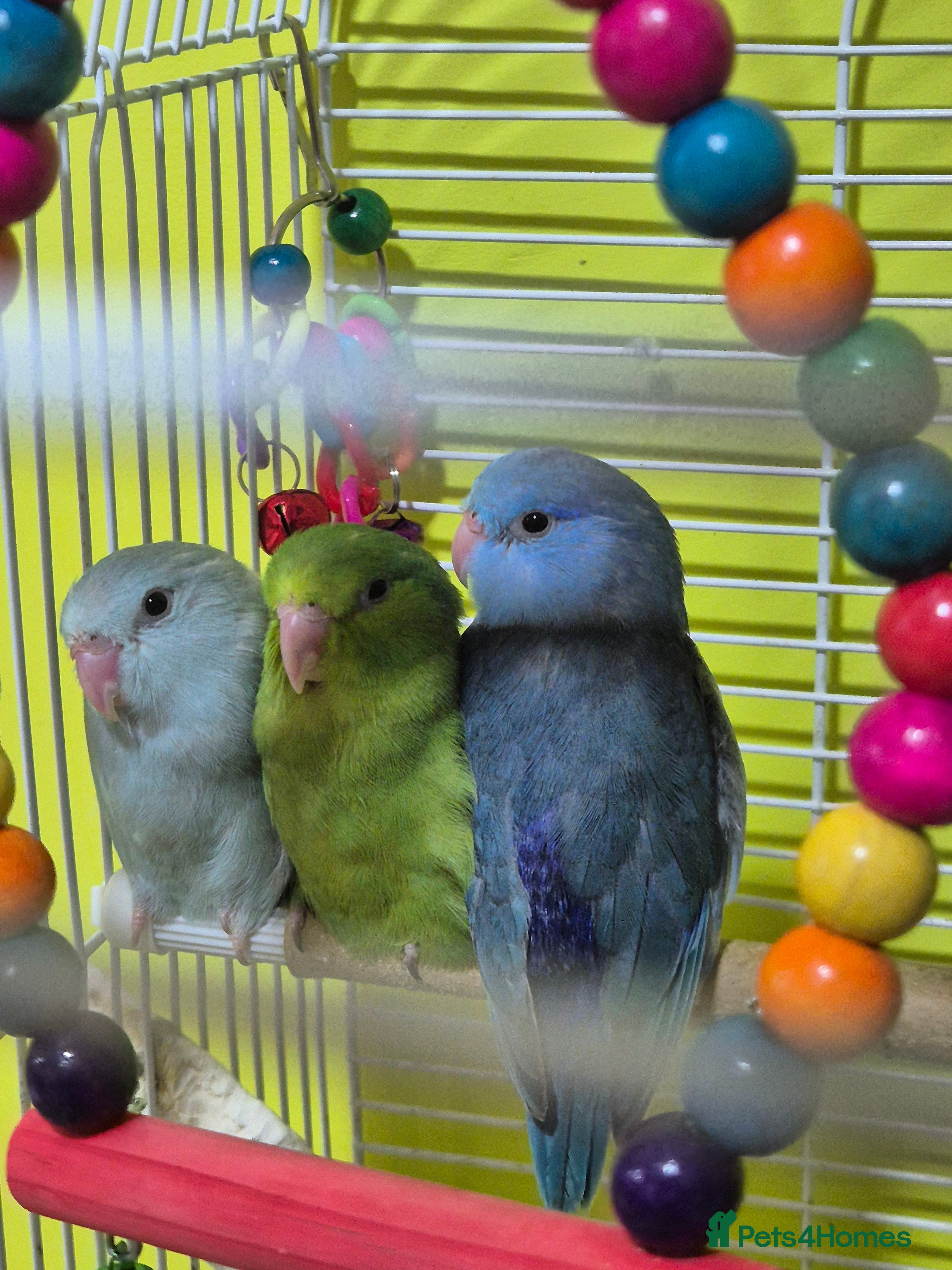 Parrots birds parrotlet babies - Advert 6