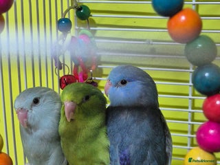 Parrots birds parrotlet babies - Advert 6