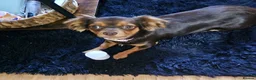 Chiweenie dogs for sale: 13 month old chiweenie  in Plymouth - Advert 11